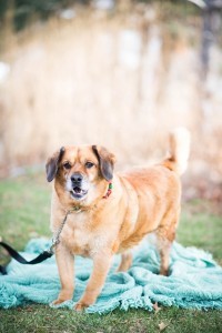 Shelter pets (1 of 1)-5 Atticus