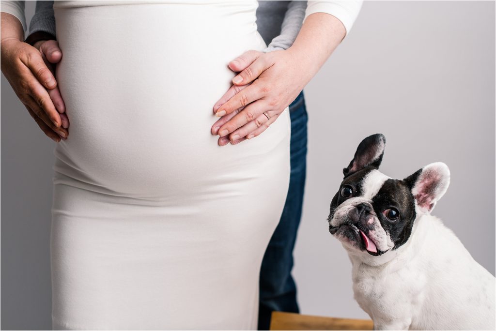 Baby bump with husbands hands and adorable frenchie looking at camera