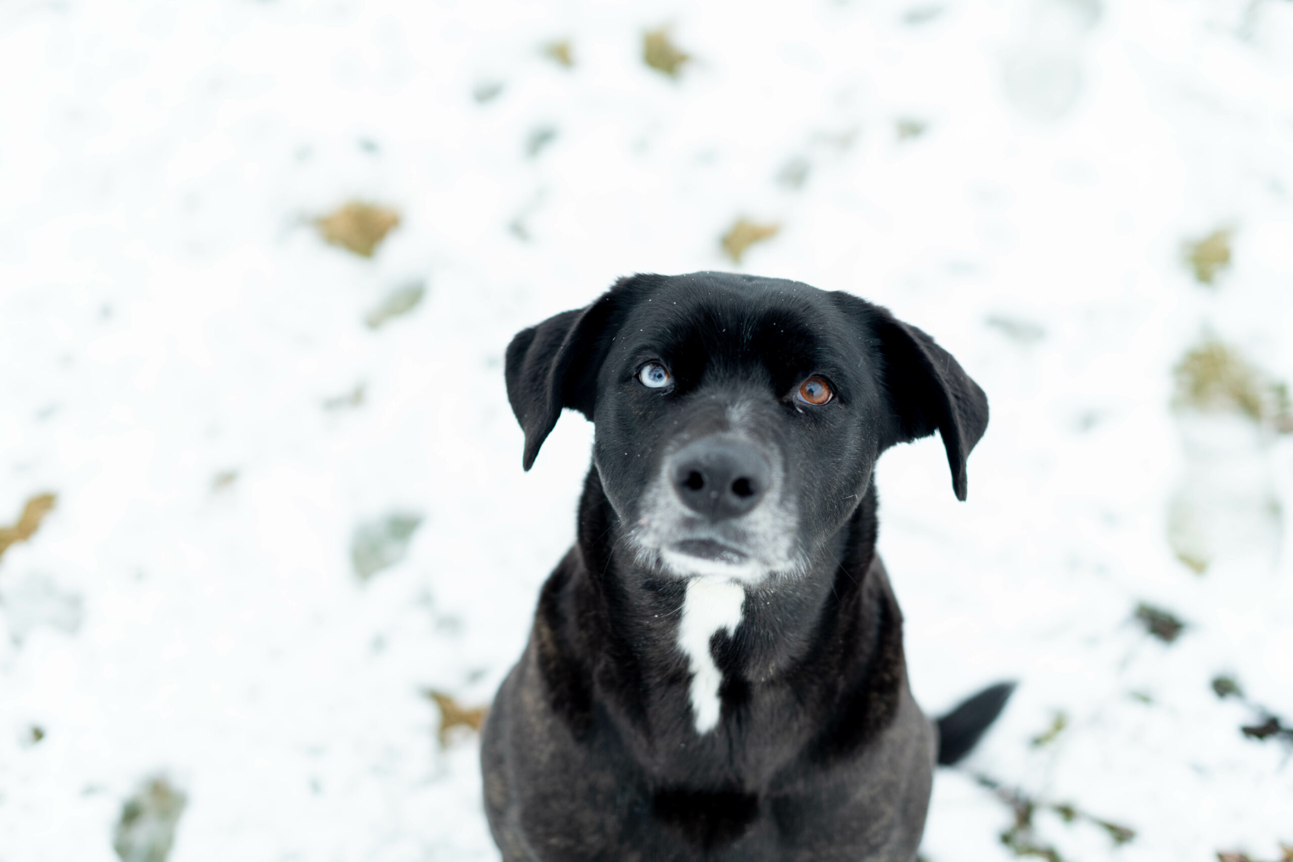 lab mix sitting in the snow with her ears perked up and one blue and one brown eye